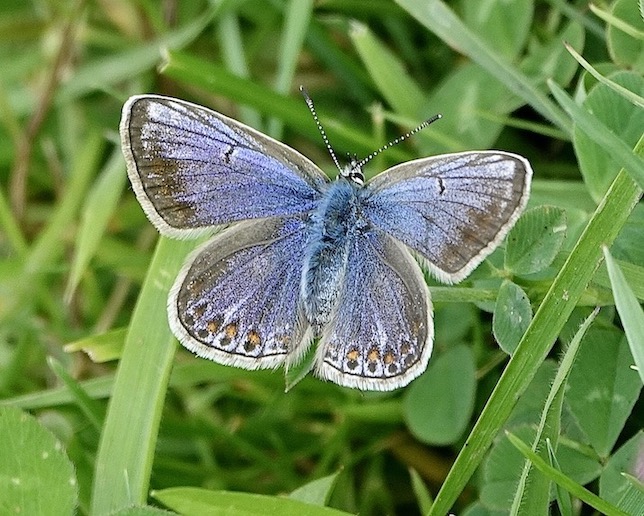 common blue (blue form female)